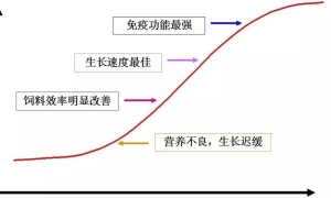 饲料营养程度和猪生长的关系