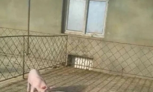 论饲料营养的告急性