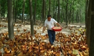 家禽养殖规模已缩减一半，为何禽肉代价还不上涨？这两点至关紧张